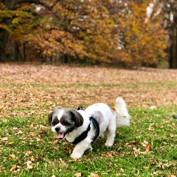 Meet your Posher, Carlos - Picture 1 of 1